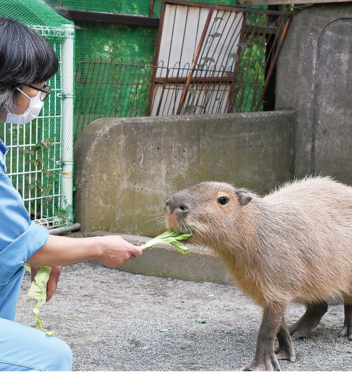 ふれあい動物園 カピバラの施設整備へ 元市民の寄付金を原資に 大磯 二宮 中井 タウンニュース