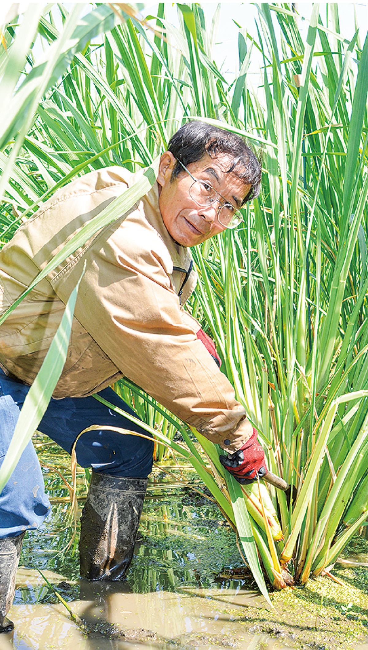 生産者の西方さん＝大磯町西小磯の水田