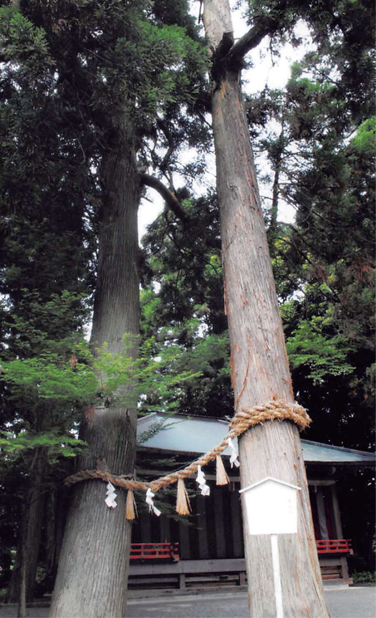 川勾神社 御神木の売札所あらたか 台風で倒れた400年杉生かす