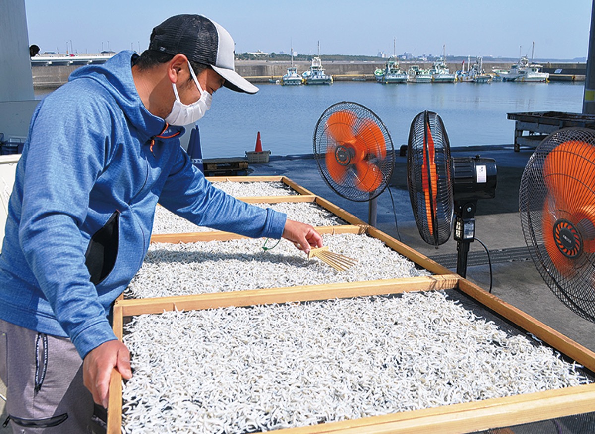 大磯港 シラス漁が解禁 「初物」は即完売 | 大磯・二宮・中井 | タウン