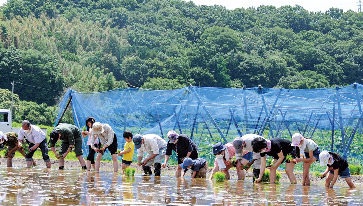 米作り体験しよう