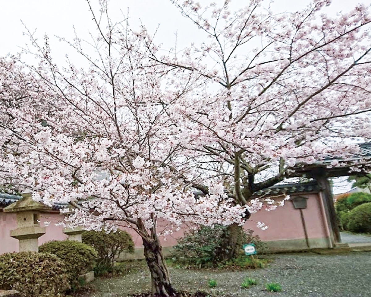 大磯歴史語り〈財閥編〉