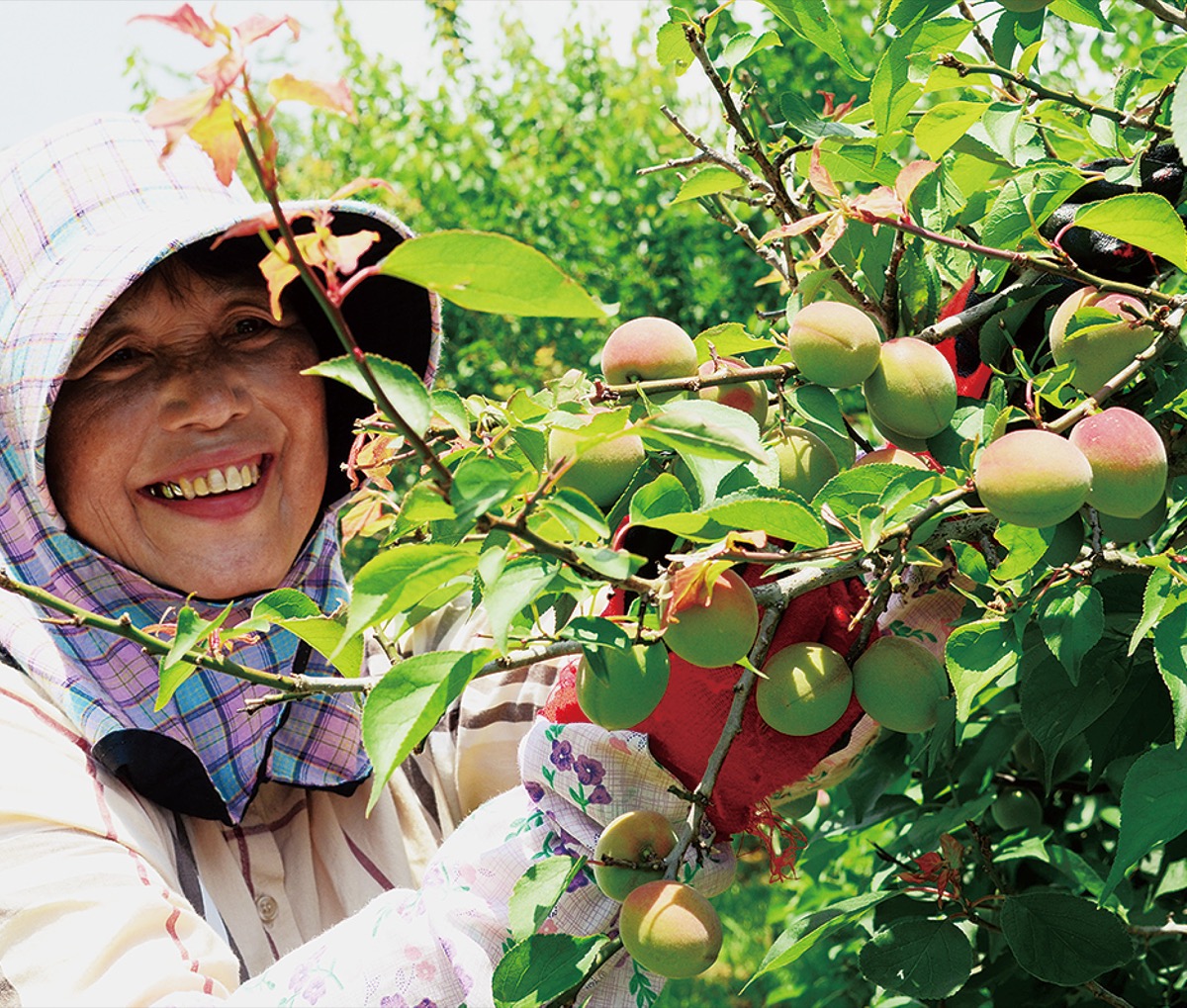 丹精込めた梅 今年も豊作　