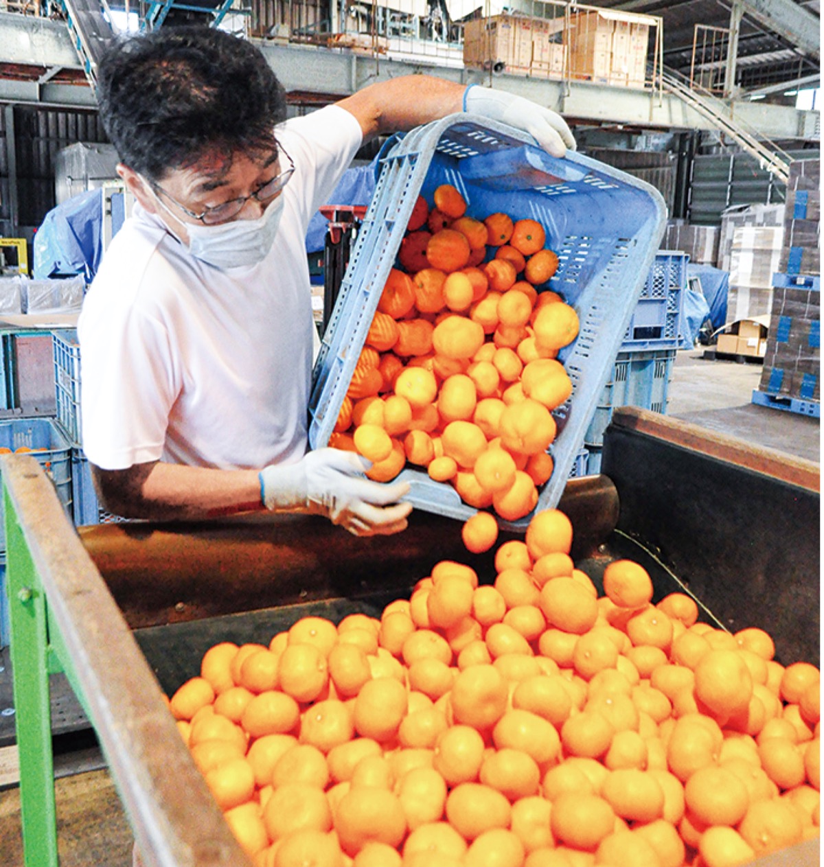 甘さたっぷり｢湘南の輝き｣