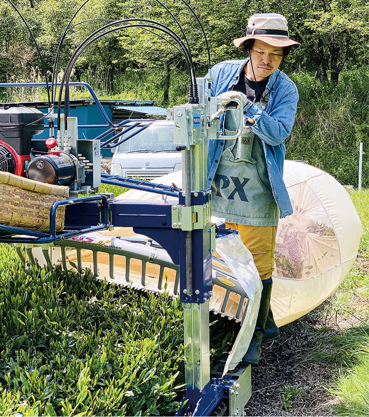 茶畑で作業する石井さん（本人提供）