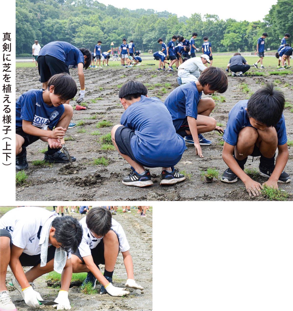 約130人で芝をきれいに