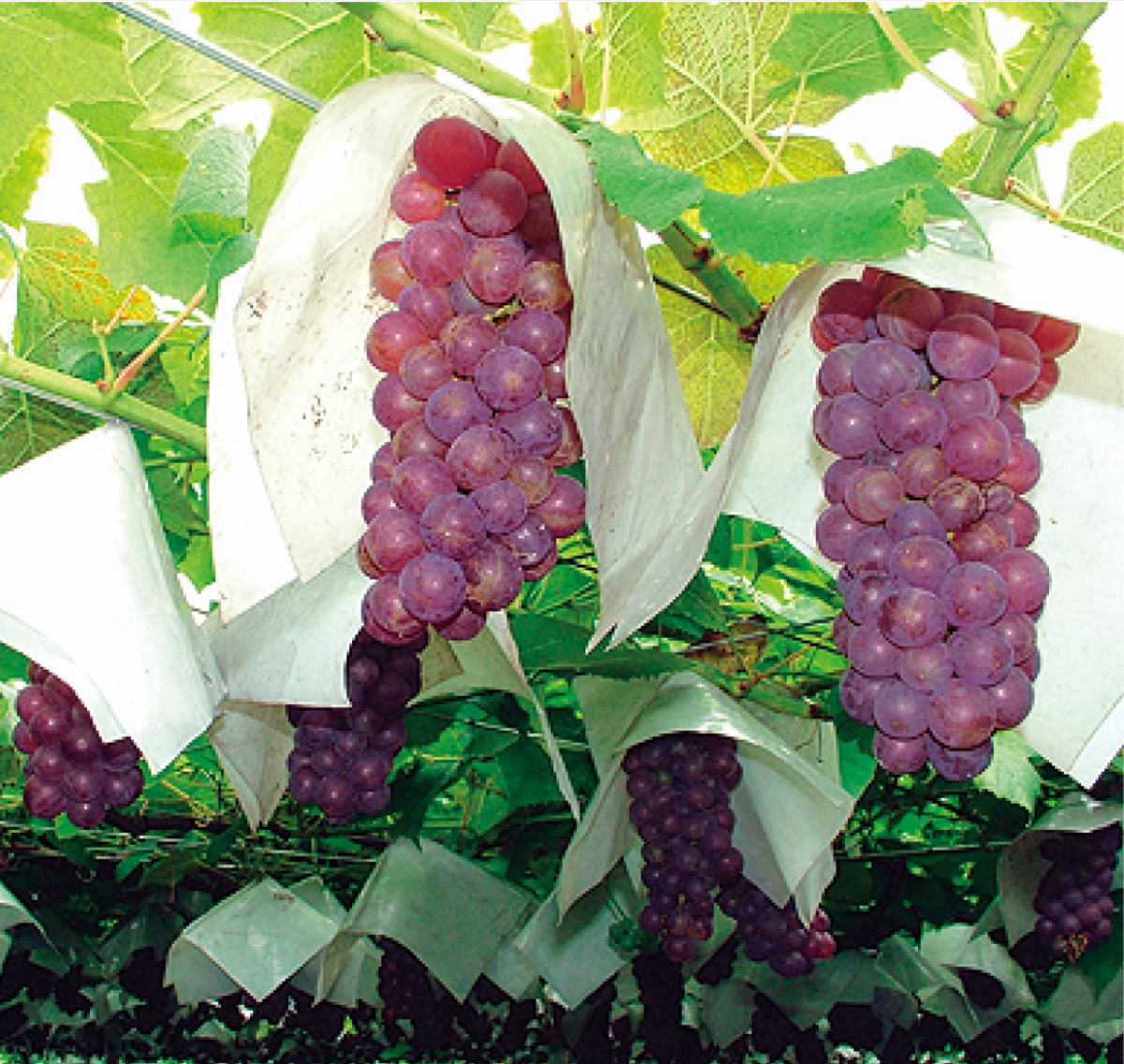 ぶどう直売 ギフトも好評