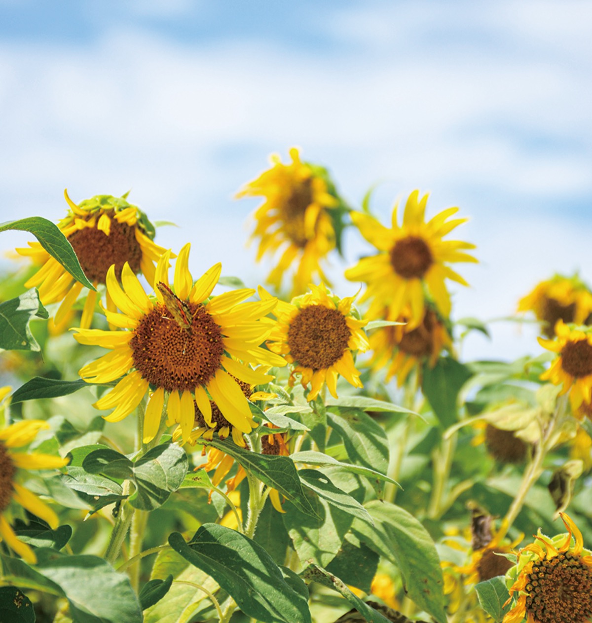 青空に黄色い花が一段と映える（８月７日撮影）