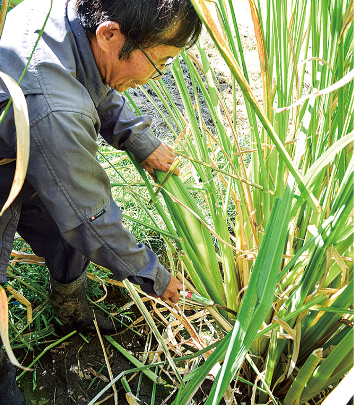 マコモタケ収穫開始