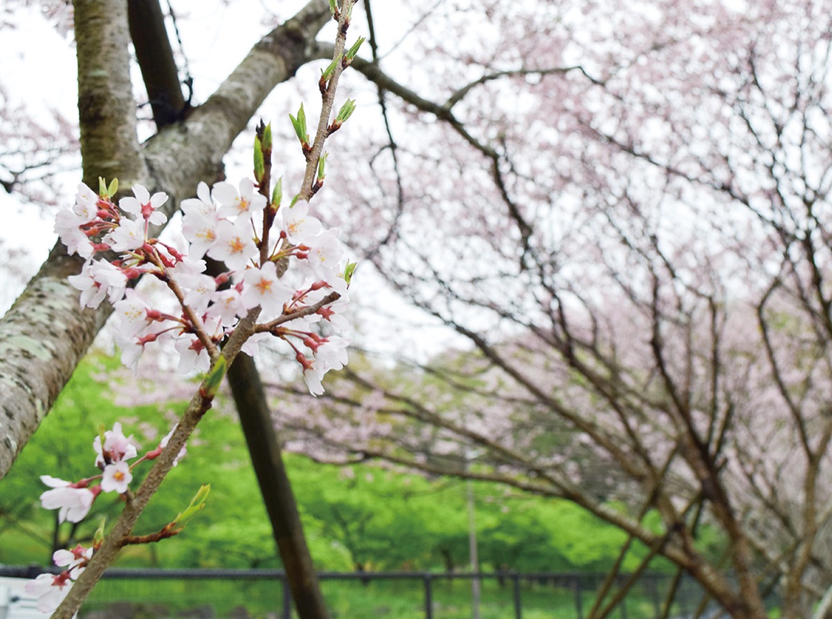 可憐に咲く、薄桃色