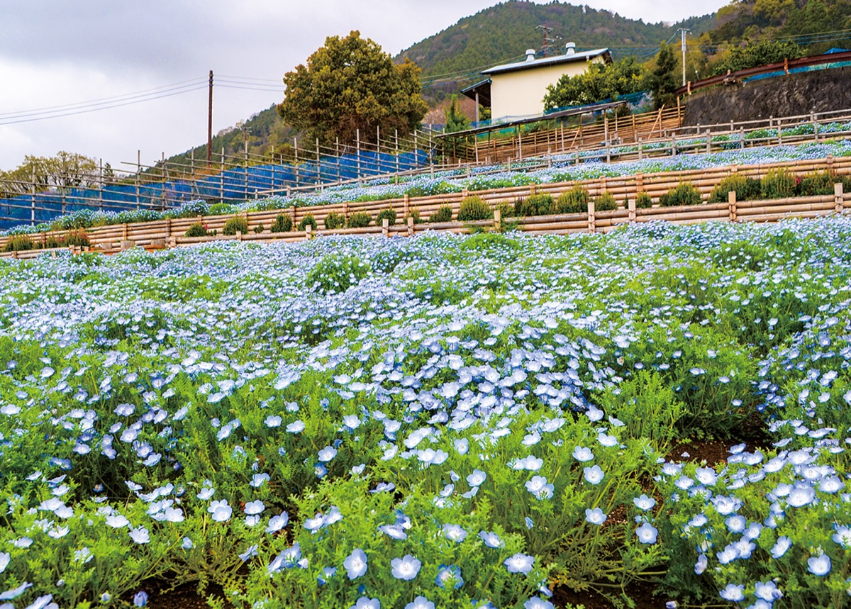 ネモフィラが満開