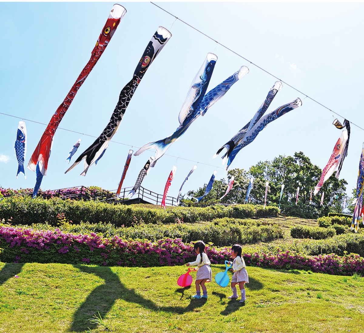 泳げこいのぼり