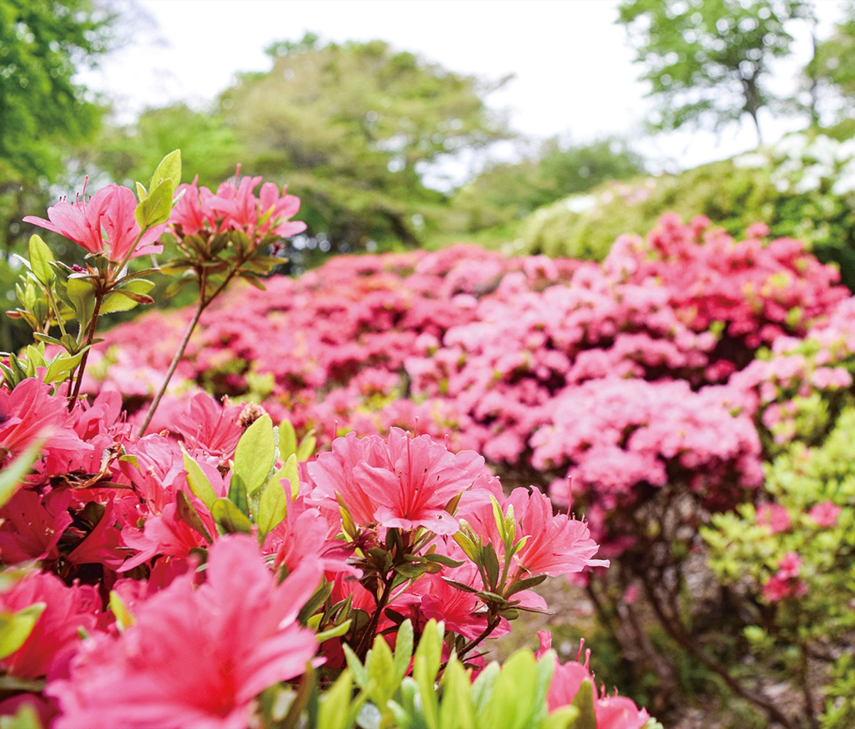 彩り運ぶ初夏の気配