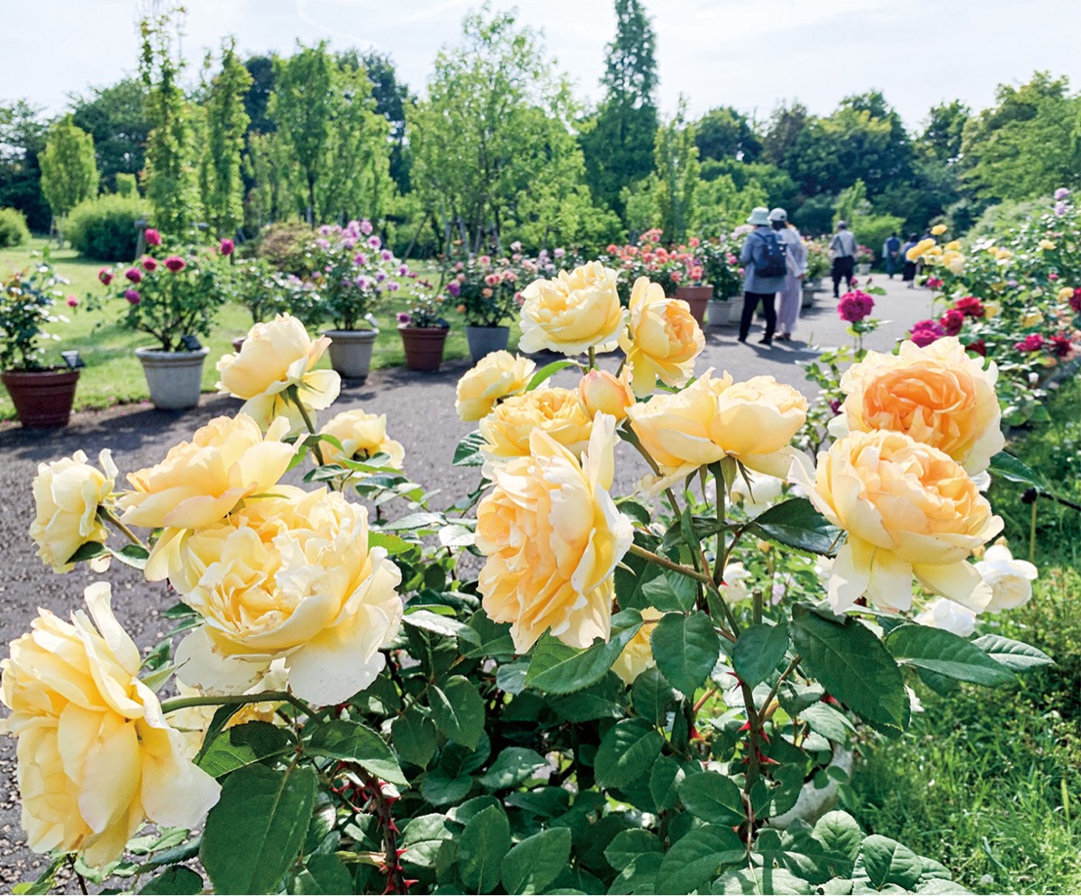 春のローズフェス開催中