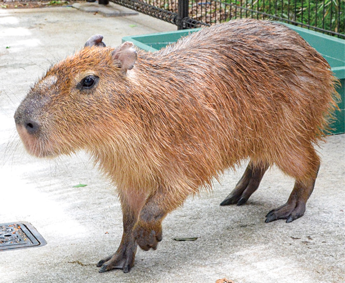 新カピバラ｢ガンモ｣公開