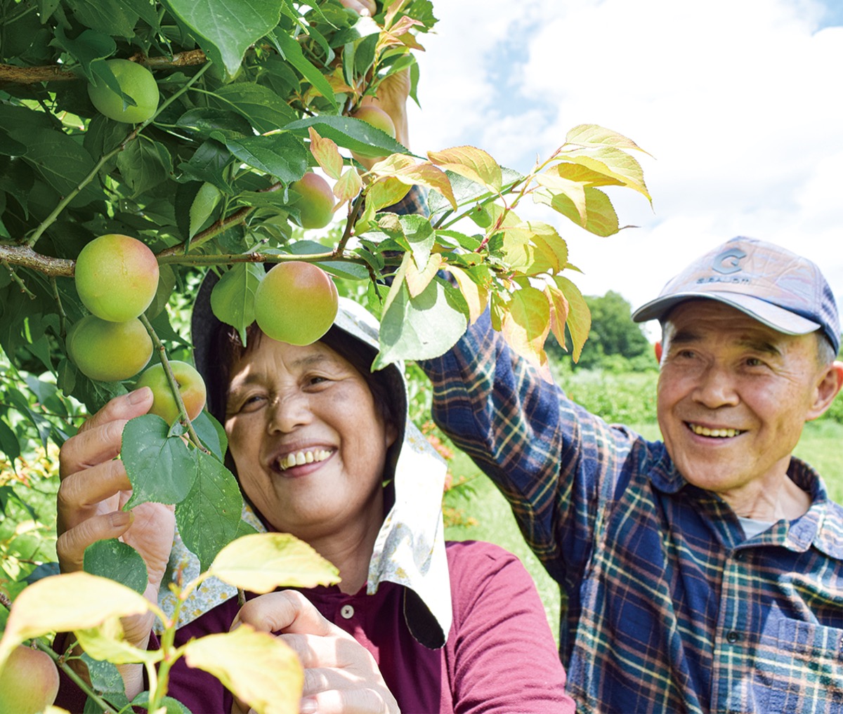 夏の訪れ告げる青梅