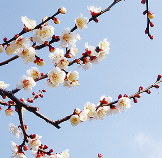 早咲きの白梅は６〜７分咲き（１月24日現在）
