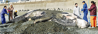 漂着５日後のクジラ。解剖・調査後に埋葬された