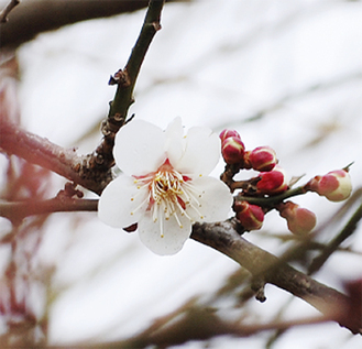 やっと咲き出した梅（１月24日撮影）