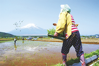 富士山をバックに、苗が空中を飛ぶ一瞬を捉えた（撮影場所：忍野村）