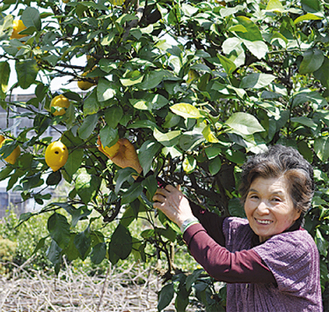 加工用レモンを収穫する生産者