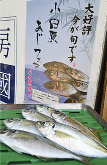 小田原近隣の鮮魚店では「あじフェア」開催中。ポスターでＰＲ