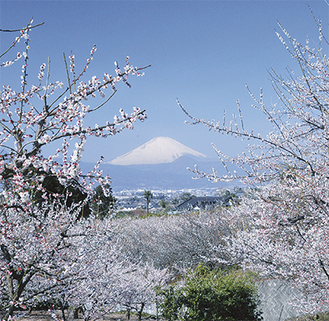 白梅ごしに望む富士山を楽しむことができる