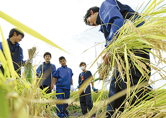 手刈りで稲を収穫する千代中学校の生徒