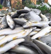今年のアユは期待大