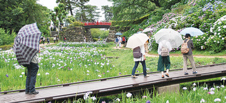 雨の中、小田原城址公園のアジサイとハナショウブを見学する来場者（６月１１日）