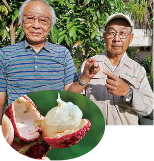 上）収穫したライチを持つ高須さん（左）と深沢さん下）皮をむくと半透明の果肉が現れた
