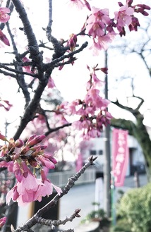ピンク色の旗を辿ると桜観賞ができる（写真は昨年）