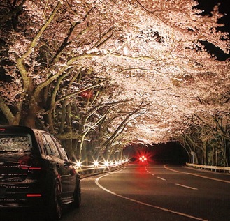 桜のトンネル（写真は過去）
