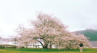 湖畔の名物一本桜（４月21日撮影）