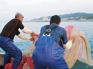 魚群を囲み一気に網を引き揚げる（５月12日撮影)