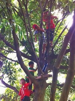 元気に木に登る子どもたち