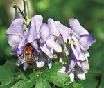 花を付けたトリカブトには蜜を求めるハチの姿も