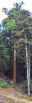 伐採された杉。幹に当てている赤白の棒は長さ８ｍ
