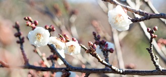 　早咲き品種の八重野梅（１月13日撮影）