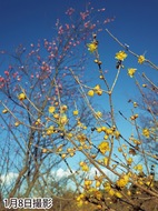 ロウバイとコウバイ競演