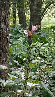 A plant thought to be A. kiusianus in Hakone Sissei Kaen