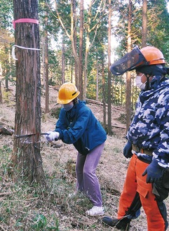 箱根杉の間伐体験でノコギリを引くツアー参加者
