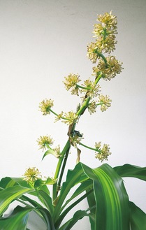 ドラセナ・マッサンゲアナの花