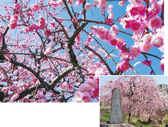空から降り注ぐように咲き乱れる様子が楽しめる瑞雲寺のしだれ梅。例年２月下旬に満開を迎える(写真は過去)