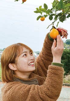 石橋地区の矢郷農園で旬のレモンを摘む槇さん