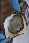 A rock oyster 