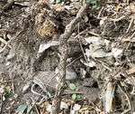 昨年11月、真鶴の高浦海岸で「ごみの地層」を発見（ＪＲ真鶴駅提供）