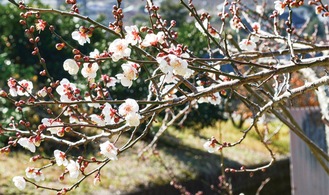 咲き始めた十郎梅の花（1月20日撮影）