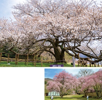 箱根にサクラシーズンが訪れ、湖畔の一本桜（上）や箱根九頭龍の森（入園料600円）のシダレザクラ（右）が見頃を迎える（4月15日撮影）
