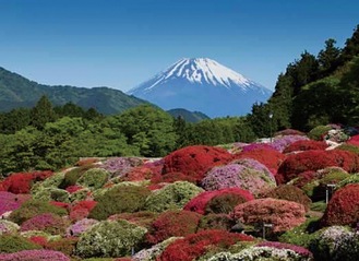 富士山を背景に咲くツツジ（山のホテル提供）